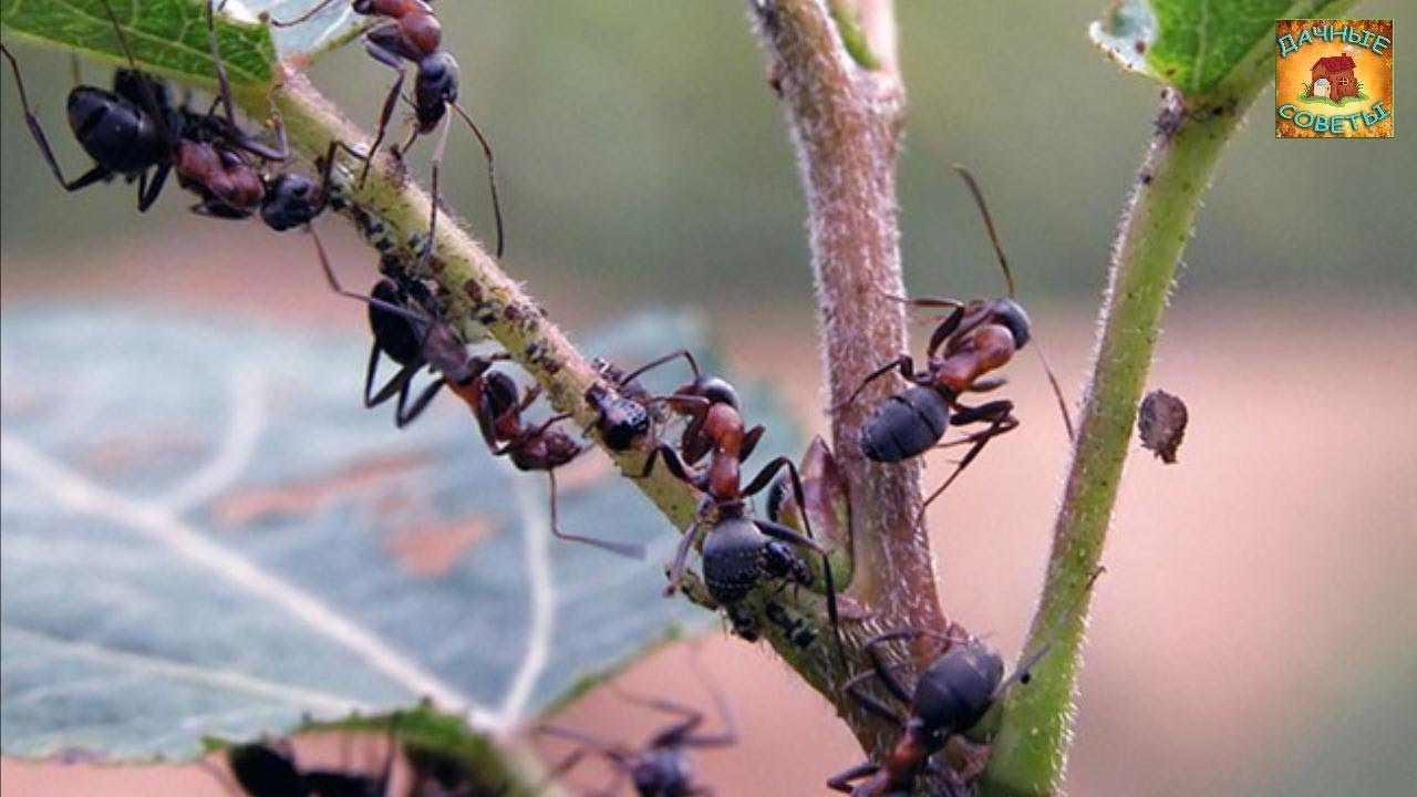 Как избавиться от муравьев на дачном участке Самые проверенные народные средства Дачные советы