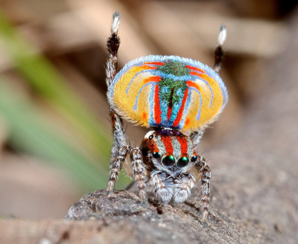 В Австралии обитает паук необычной окраски