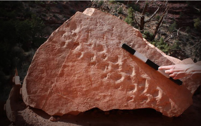 Древние следы из Большого каньона озадачили палеонтологов
