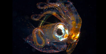 Сделаны снимки таинственного подводного существа, похожего на пришельца