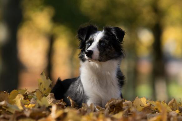 Какие болезни подстерегают собаку осенью