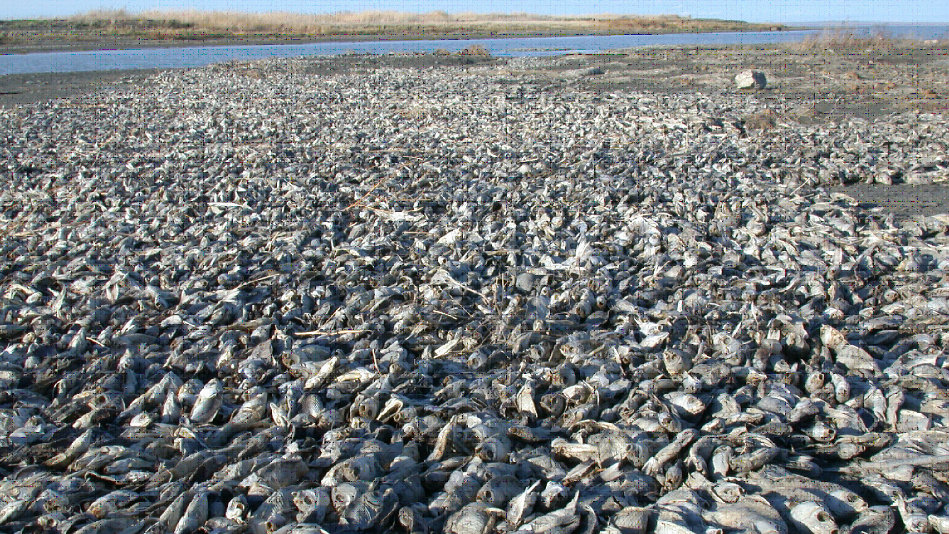 На Камчатке уничтожают рыбу, чтобы не снижать цену