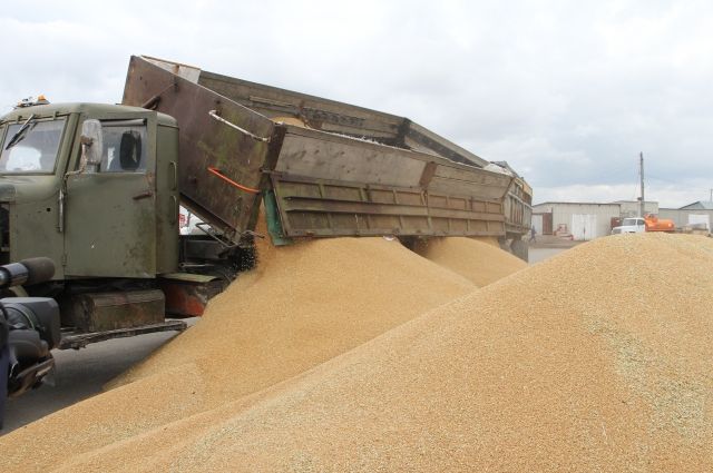 ОЗК выявила хищение зерна из госфонда более чем на 200 млн рублей