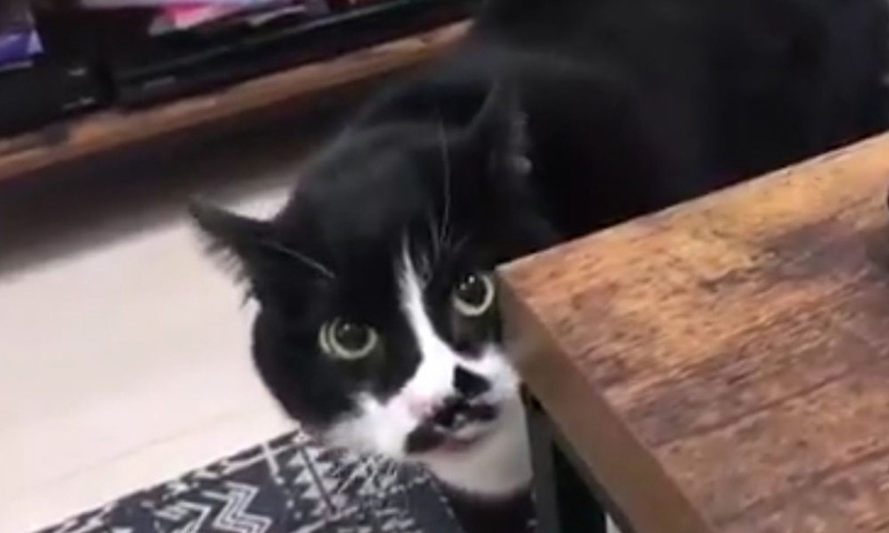 Кот выучил грузинскую песню и спел её хозяину