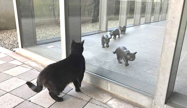 Кошки по непонятной причине пытаются проникнуть в японский музей