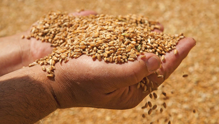 На дно Азовского моря "посеялось" более трех тысяч тонн пшеницы