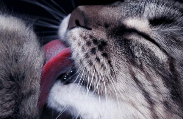 Раскрыт главный секрет шершавого языка у котов