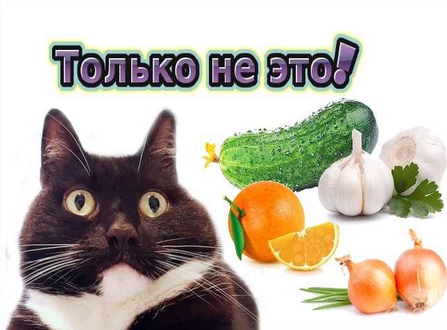 Каких продуктов боятся кошки?