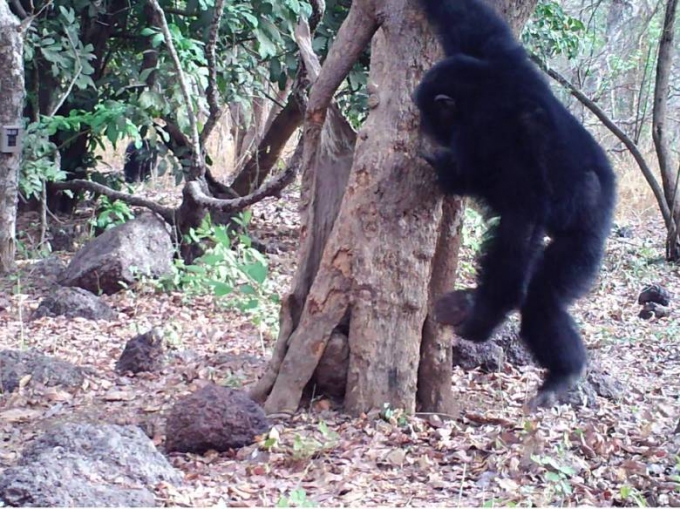 У шимпанзе в Африке обнаружили странный культ