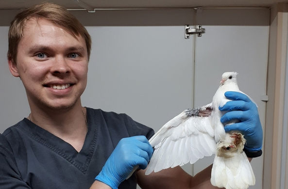 Породистый голубь обратился в ветеринарную клинику за помощью