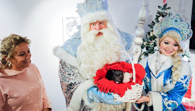 Дед Мороз подарил Московскому зоопарку двух минипигов Счастье и Радость