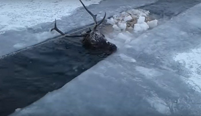 (Видео) Жители Бурятии несколько часов спасали провалившегося в полынью оленя, а потом отогревали его. И даже сделали массаж!