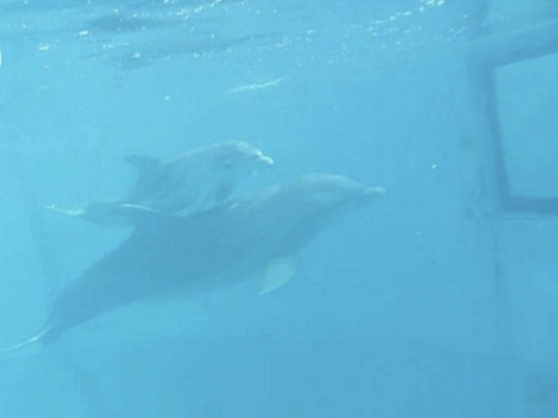 Телепередачи развлекают дельфинов и стимулируют их мозговую деятельность