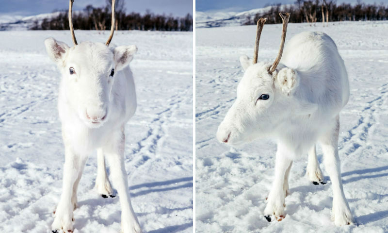 Норвежскому фотографу несказанно повезло сфотографировать белого олененка