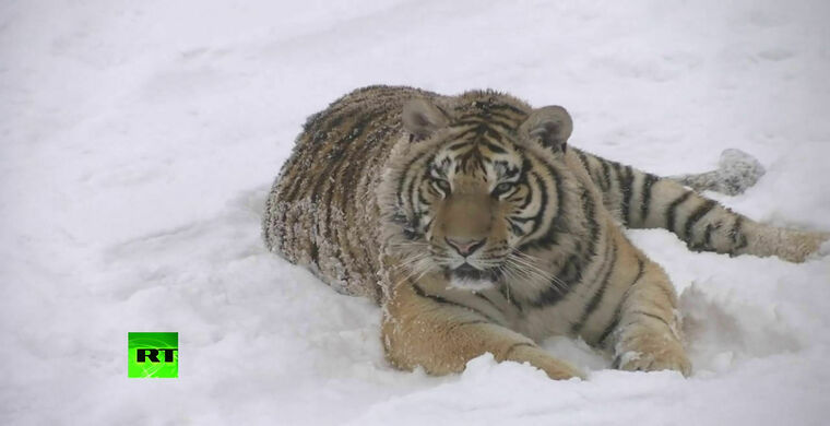 В Китае тигры превратились в упитанных котиков