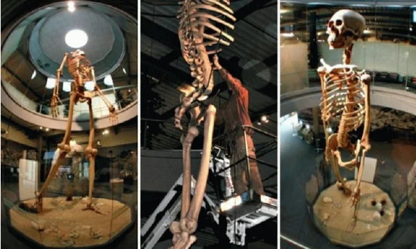 Католический священник хранил скелеты гигантов высотой 7 метров