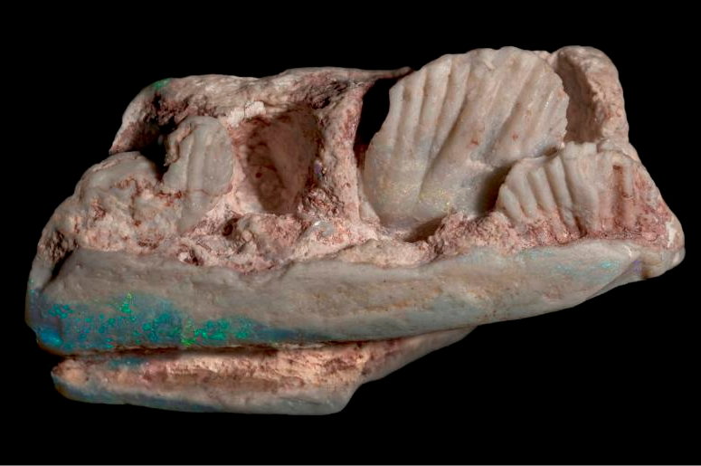 Драгоценные камни оказались останками неизвестного динозавра