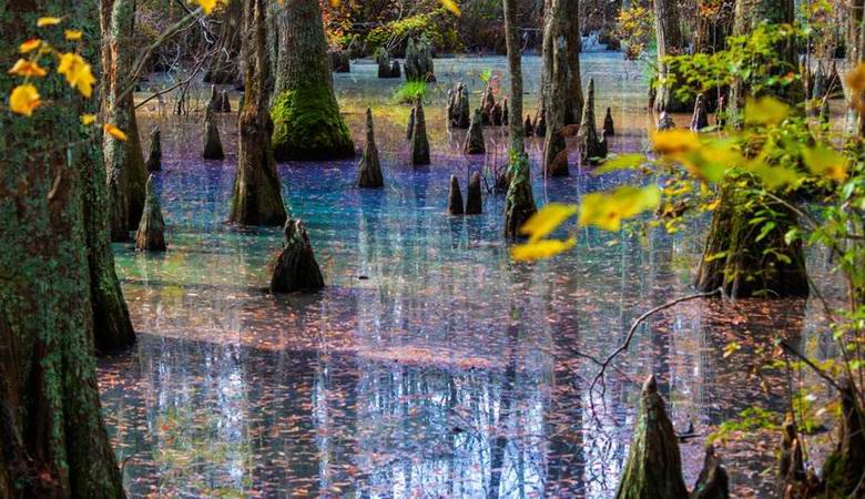 Удивительное радужное болото обнаружили в Виргинии