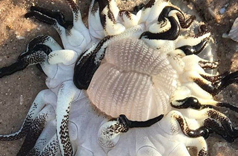 В Австралии мужчина нашел странное морское существо с кучей щупалец