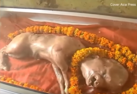 В Индии тысячи людей поклоняются мертвому теленку с человеческим лицом