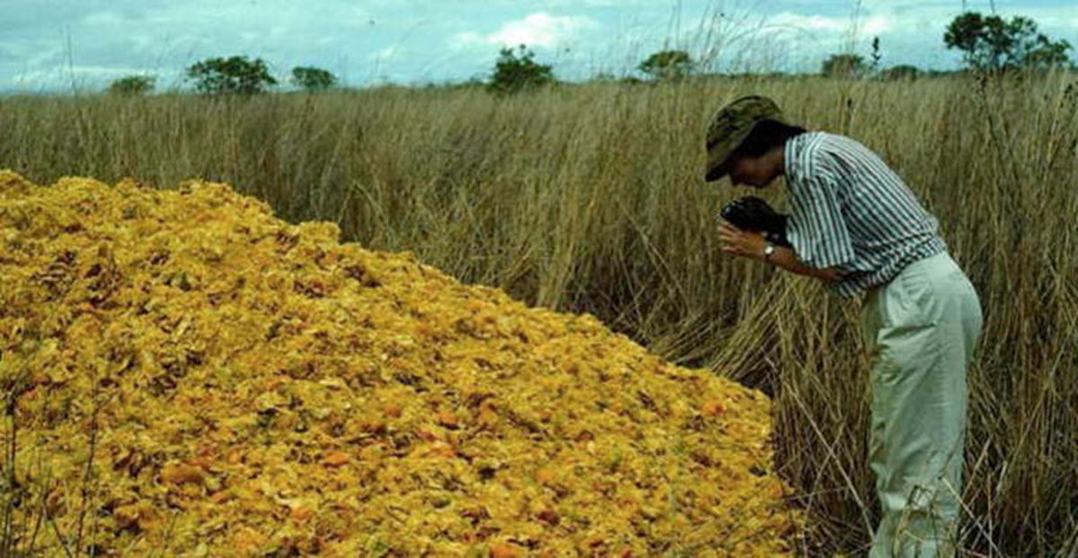 Ученые выкинули 12000 тонн апельсинов, а вернувшись через 20 лет, не узнали лес