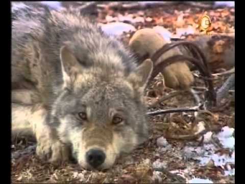 Охотники спасли волка, попавшего в капкан