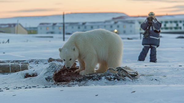 На Чукотке люди больше месяца спасают от голода белого медвежонка-сироту