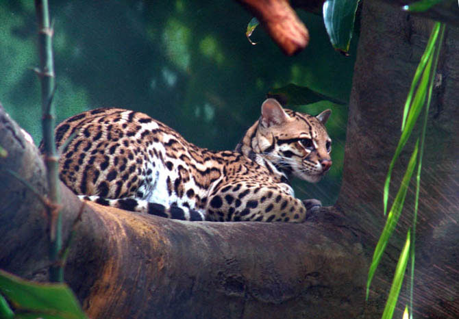 Оцелот – карликовый леопард