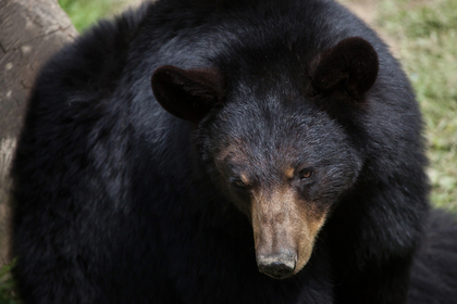 Заблудившегося в лесу ребенка спас медведь