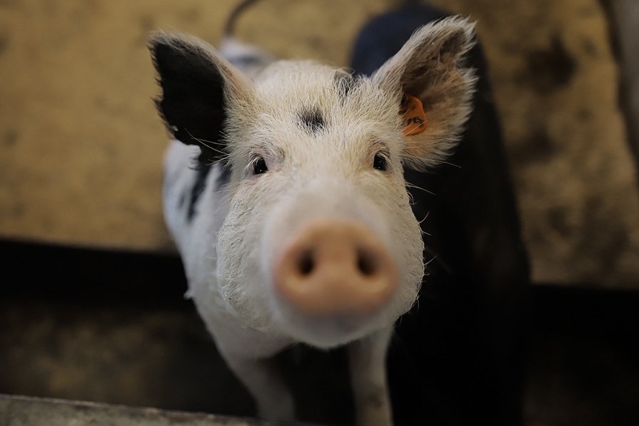Мини-пиги особого назначения: как живут «научные» свиньи