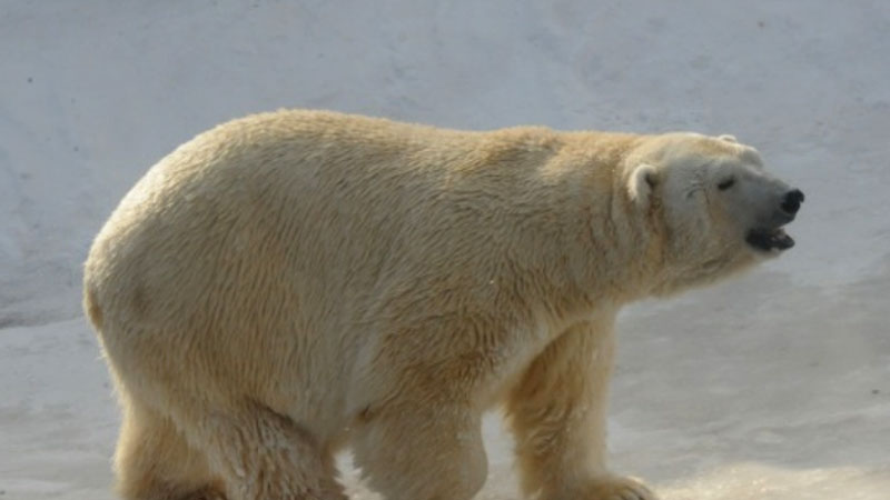 Такого раньше не было: Новую Землю атакуют белые медведи – заходят в дома и гоняются за людьми