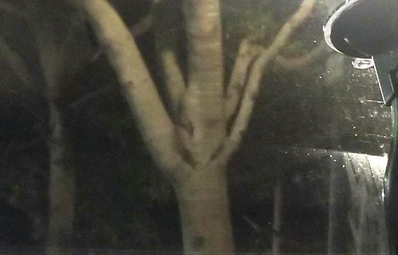Дерево «с лицом» сфотографировали в Канаде