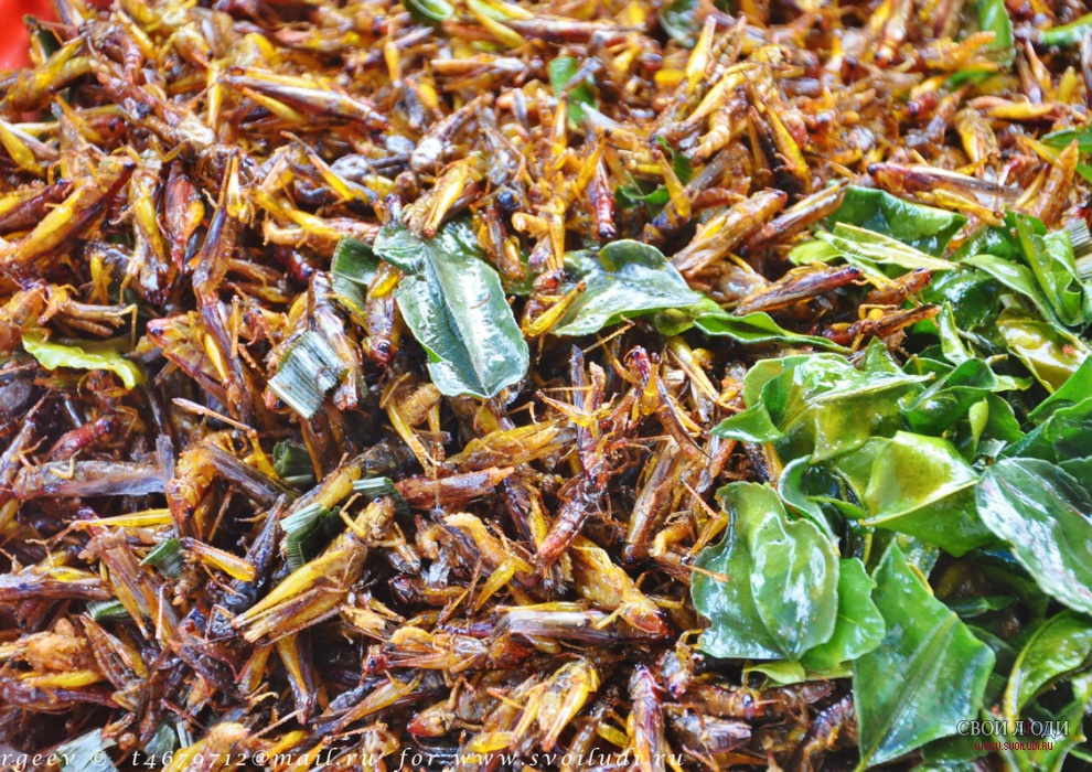 Что едят лаосцы. Ужасы лаосского рынка