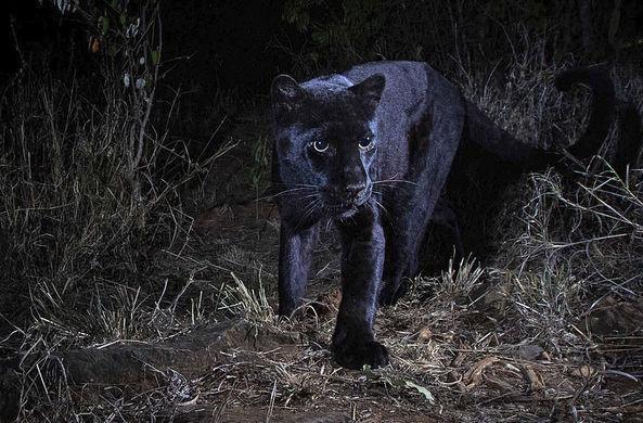 В Африке впервые за сто лет засняли редчайшего черного леопарда