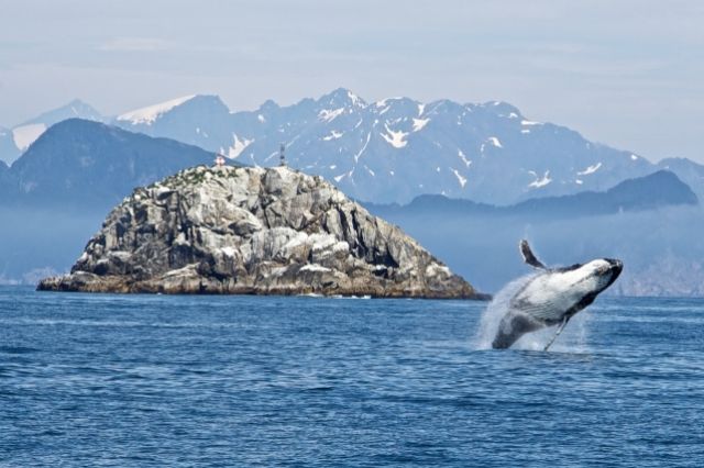 В Атлантическом океане ученые обнаружили детенышей вымирающего вида китов