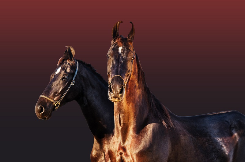 Загадочные лошади марвари – достояние Индии