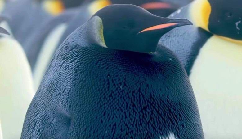 В Антарктиде обнаружили редчайшего пингвина