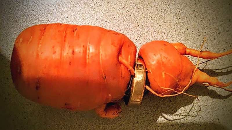 Мужчина нашел кольцо, которое потерял 3 года назад, на моркови