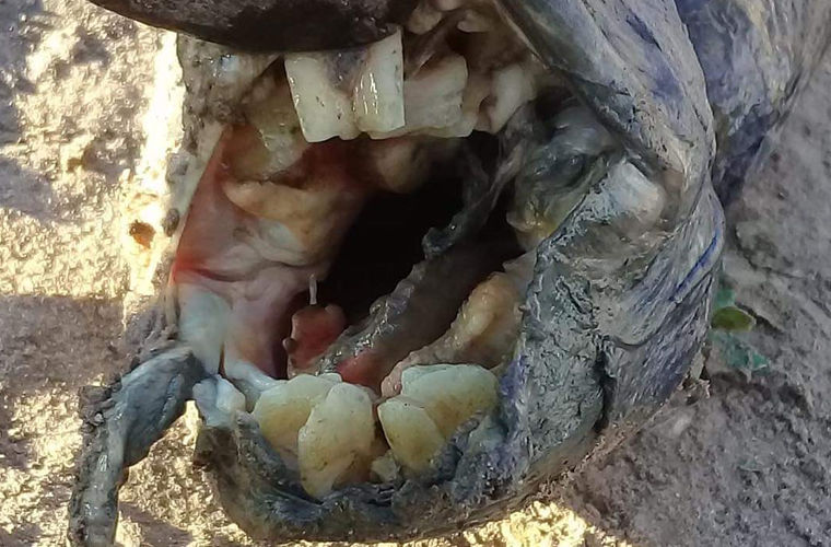 В Аргентине нашли змееподобное существо с «человеческими» зубами