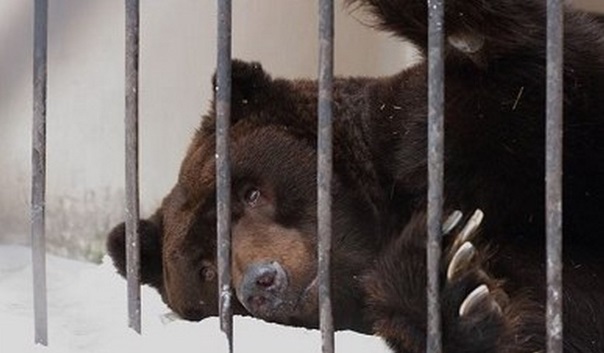 В регионах Сибири из-за аномального потепления проснулись медведи