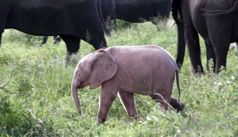Необычный розовый слоненок появился на свет в африканском заповеднике
