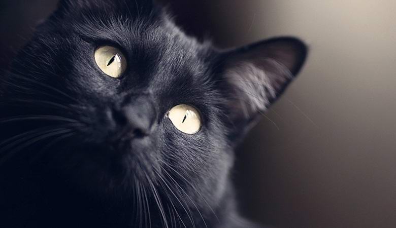«Растворяющаяся» в воздухе черная кошка попала на камеру наблюдения
