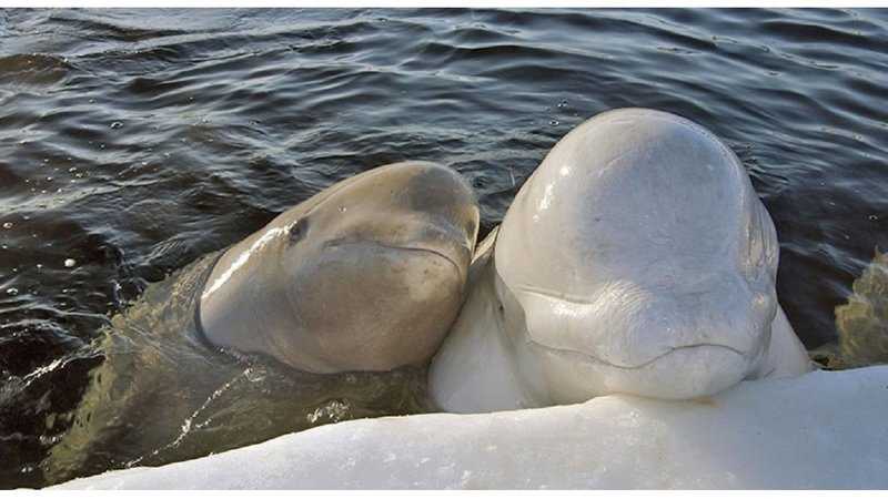 Кусто спасет косаток и белух из «китовой тюрьмы» в Приморье