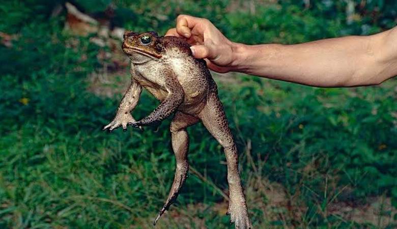Ядовитые жабы, способные достигать огромных размеров, заполонили Флориду