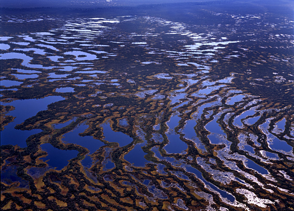 Красота и ужас Васюганских болот
