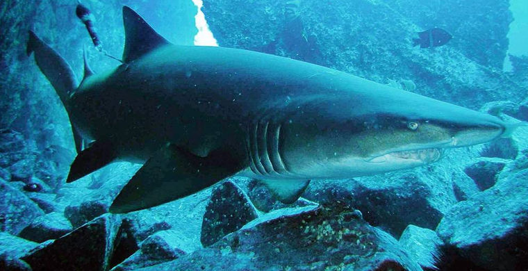 На севере Австралии обнаружили неизвестную ученым колонию акул-нянек
