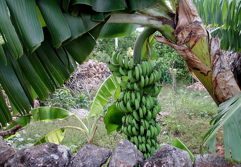 Бананы: откуда пошли и как завоевали мир