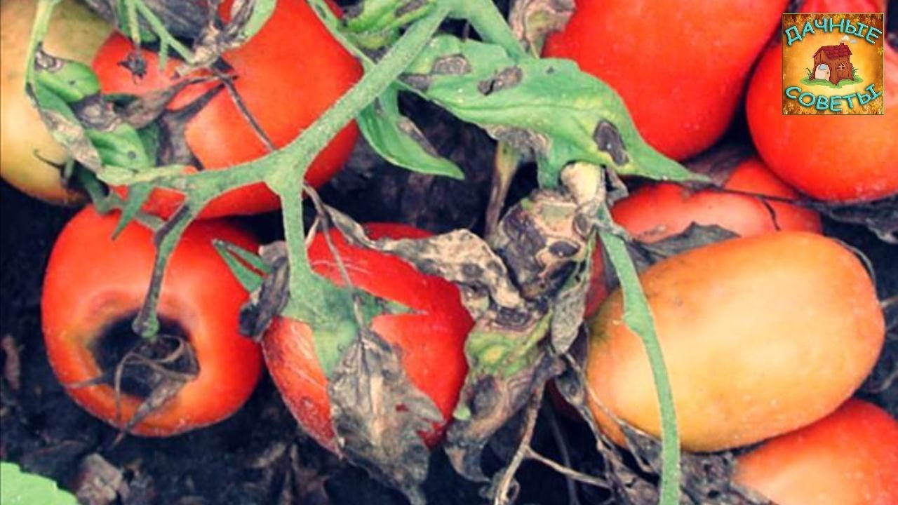 Борьба с фитофторой на томатах Все методы и средства Дачные советы