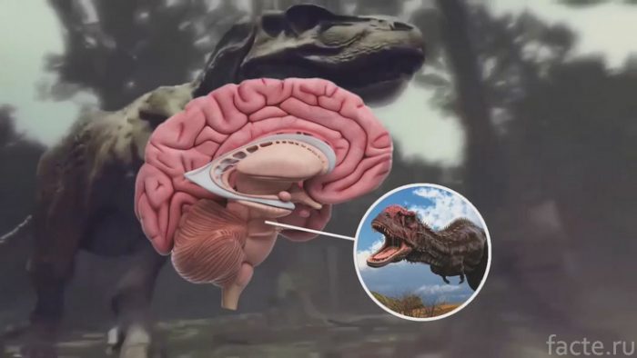 Что такое рептильный мозг?