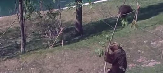 Видео: Медведица сломала дерево, чтобы спасти медвежонка